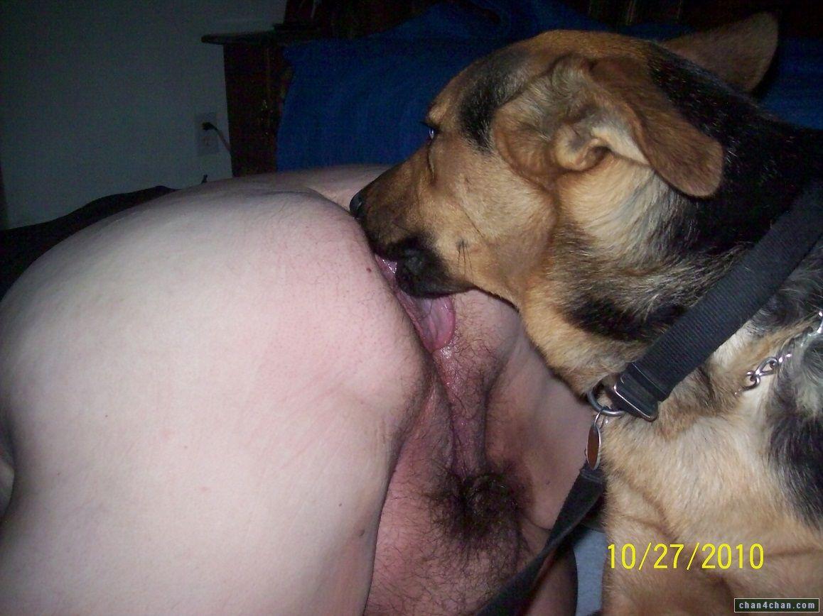 German shephard lick pussy image